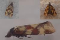 Aethes tesserana
