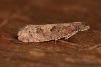 Epinotia caprana