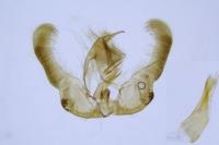 Epinotia caprana