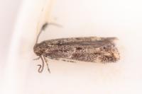 Elachista consortella