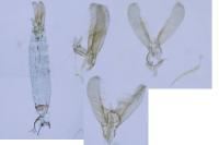 Elachista consortella