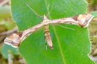 Platyptilia