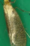 Nematopogon adansoniella