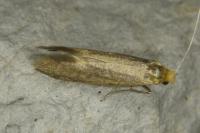 Nematopogon adansoniella