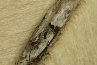 Altenia scriptella