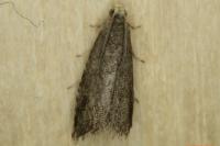 Pammene germmana
