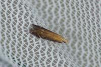 Monochroa cytisella