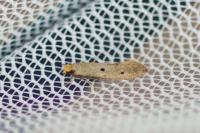 Tinea trinotella