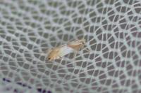 Phyllonorycter roboris