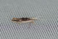 Ypsolopha scabrella