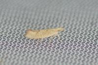 Ypsolopha alpella
