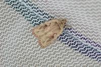 Agonopterix ocellana