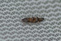 Mompha miscella