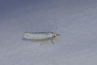 Yponomeuta evonymella