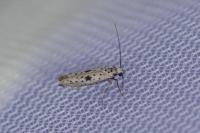 Yponomeuta plumbella
