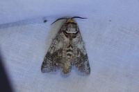 Cossus cossus