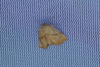 Apoda limacodes