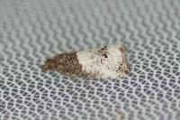 Notocelia roborana