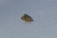 Clepsis consimilana