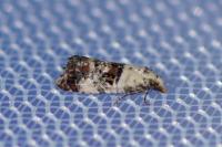 Neocochylis hybridella