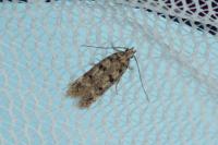 Bryotropha domestica
