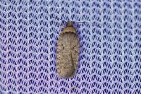 Agonopterix curvipunctosa