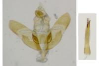 Depressaria ultimella