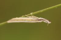 Pleurota aristella