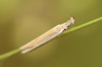 Pleurota aristella