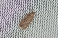 Depressaria daucella