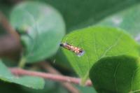 Phyllonorycter lautella