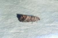 Cydia pomonella