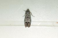 Cydia pomonella