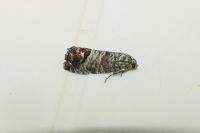 Cydia pomonella