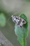 Zeiraphera isertana