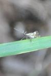 Alabonia geoffrella