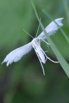 Pterophorus pentadactylus