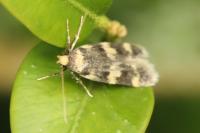 Oegoconia