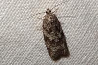 Cnephasia