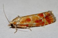 Rhyacionia buoliana