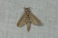 Phragmataecia castaneae