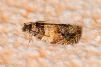 Celypha aurofasciana