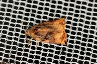 Archips podana