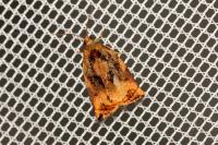 Archips podana