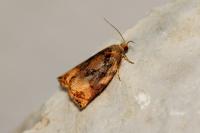 Archips podana