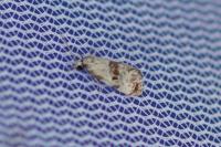 Neocochylis hybridella