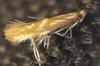 Phyllonorycter staintoniella