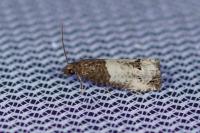 Notocelia roborana