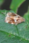 Archips xylosteana