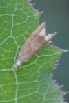 Eucosma conterminana